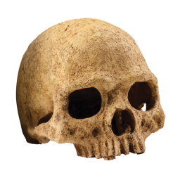 Exo Terra Schuilplaats Primate Skull - Ornamenten - 17x13.5x11.5 cm